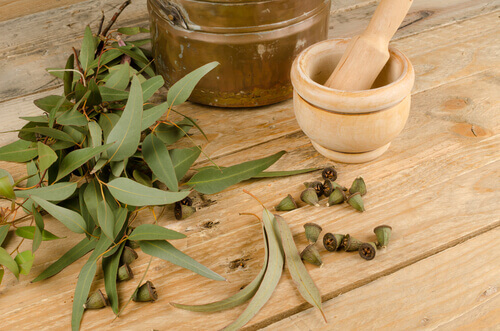 Infusion d'eucalyptus pour traiter les allergies