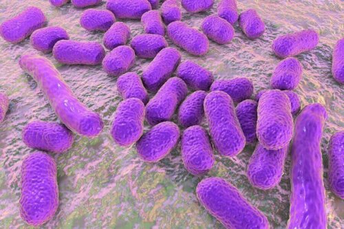 Certaines bactéries dangereuses peuvent provoquer de grave problème de santé