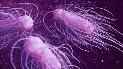 Les 9 bactéries dangereuses les plus nocives pour l’être humain