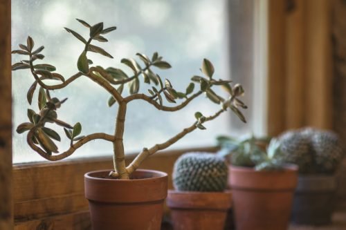 7 raisons pour lesquelles vous devriez avoir des plantes chez vous