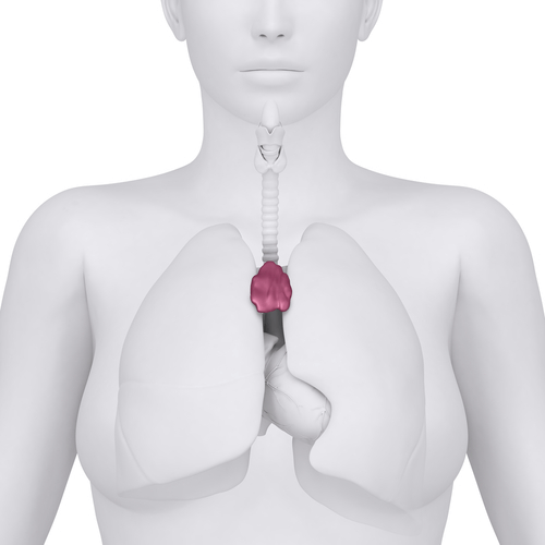 changement du thymus