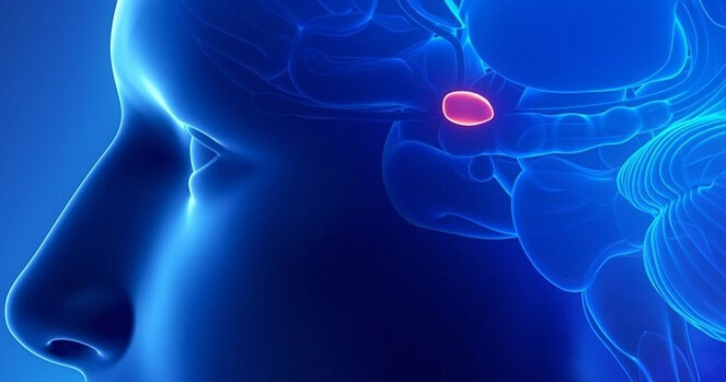 La glande pinéale dans le cerveau