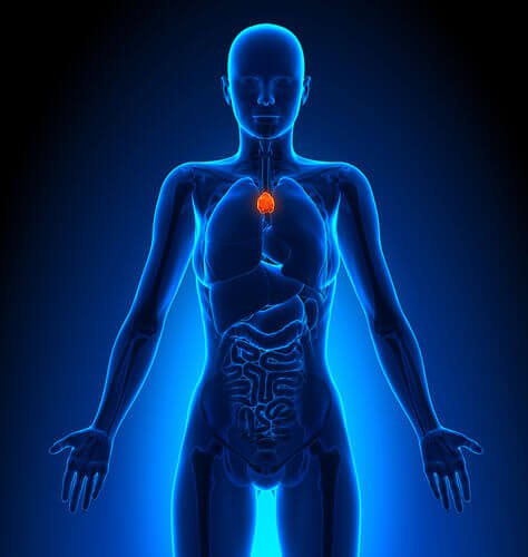 le thymus et le système lymphatique