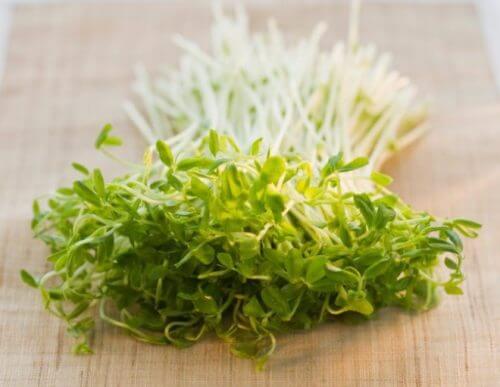 jus de germes de luzerne pour soulager la rhinite allergique