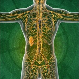 Système lymphatique : 4 choses à savoir
