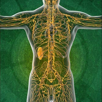 Système lymphatique : 4 choses à savoir