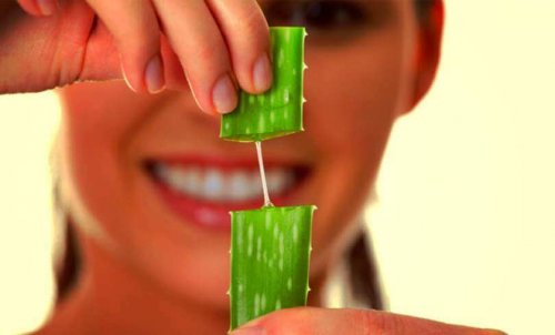 Femme qui tient une tige d'aloe vera
