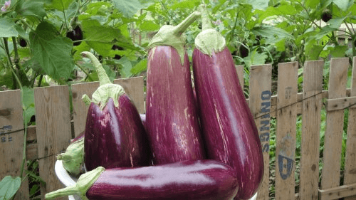 10 bienfaits de l’aubergine pour notre santé