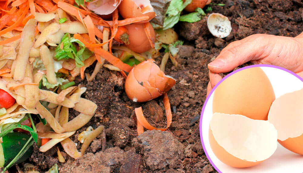 5 utilisations alternatives de la coquille d’oeuf 5 utilisations alternatives de la coquille d’oeuf