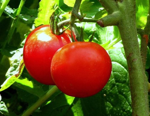 la tomate contre la constipation