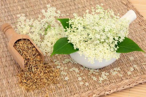 6 plantes médicinales pour la digestion : reine-des-prés