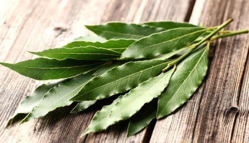 eucalyptus