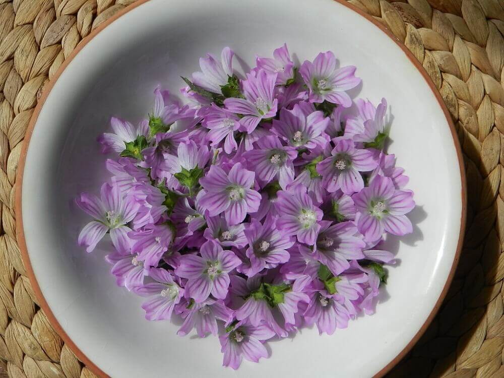 La mauve contre la bronchite.