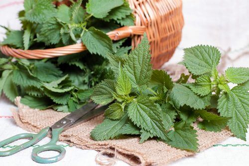 Infusion d'ortie contre le saignement nasal