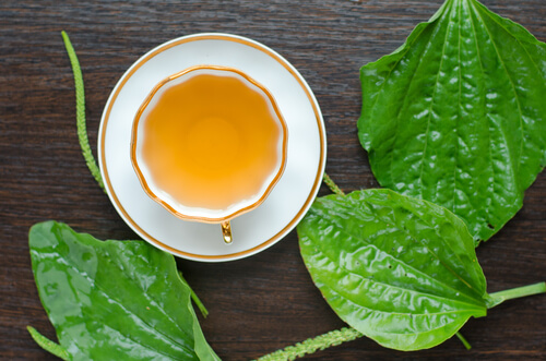 le plantain pour la voix