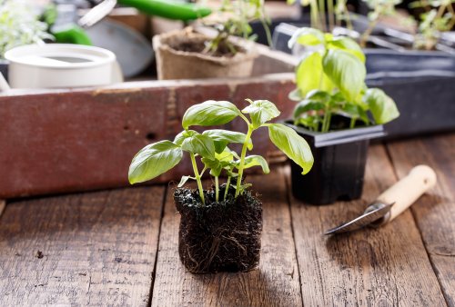Quand est-ce que les plantes aromatiques seront prêtes ? 