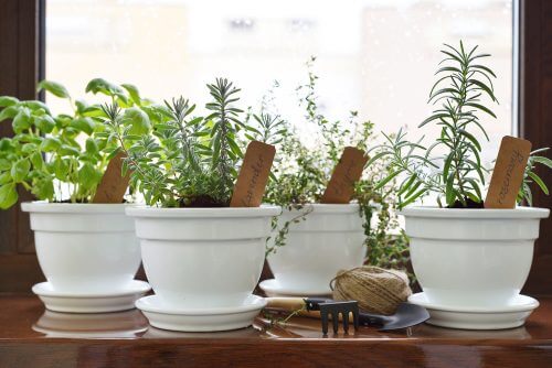 Créez votre propre jardin de plantes aromatiques