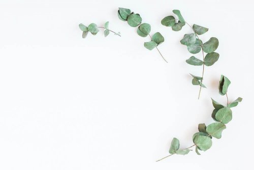 L’eucalyptus pour renforcer vos poumons et mieux respirer