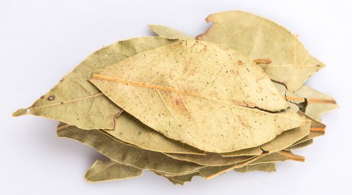 les feuilles de laurier pour renforcer les poumons et mieux respirer
