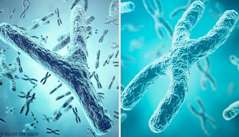 Origine génétique du sexe : les chromosomes sexuels X et Y