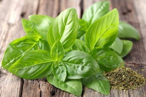 Basilic contre les acouphènes.