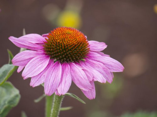 L'échinacée parmi les meilleurs antibiotiques naturels