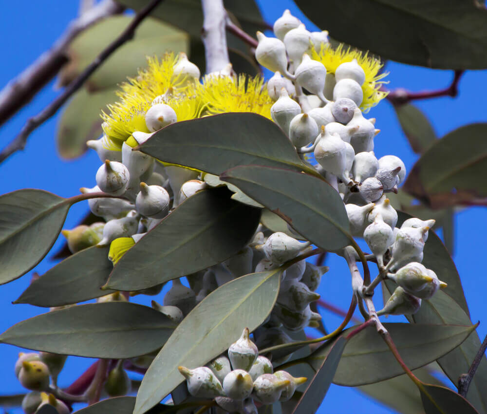 L'eucalyptus parmi les remèdes expectorants.