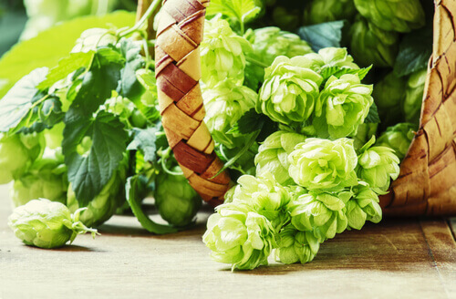 fleur de houblon