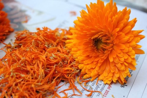 Le calendula pour calmer la mastite