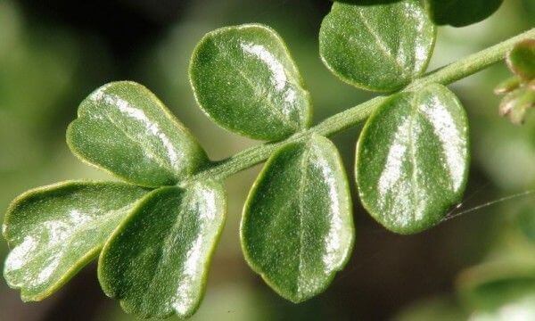 Copalchi pour contrôler le diabète