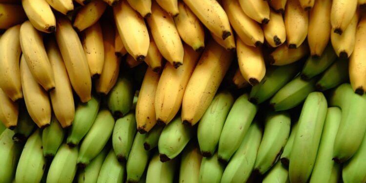 3 différences nutritionnelles entre la banane plantain et la banane 3 différences nutritionnelles entre la banane plantain et la banane