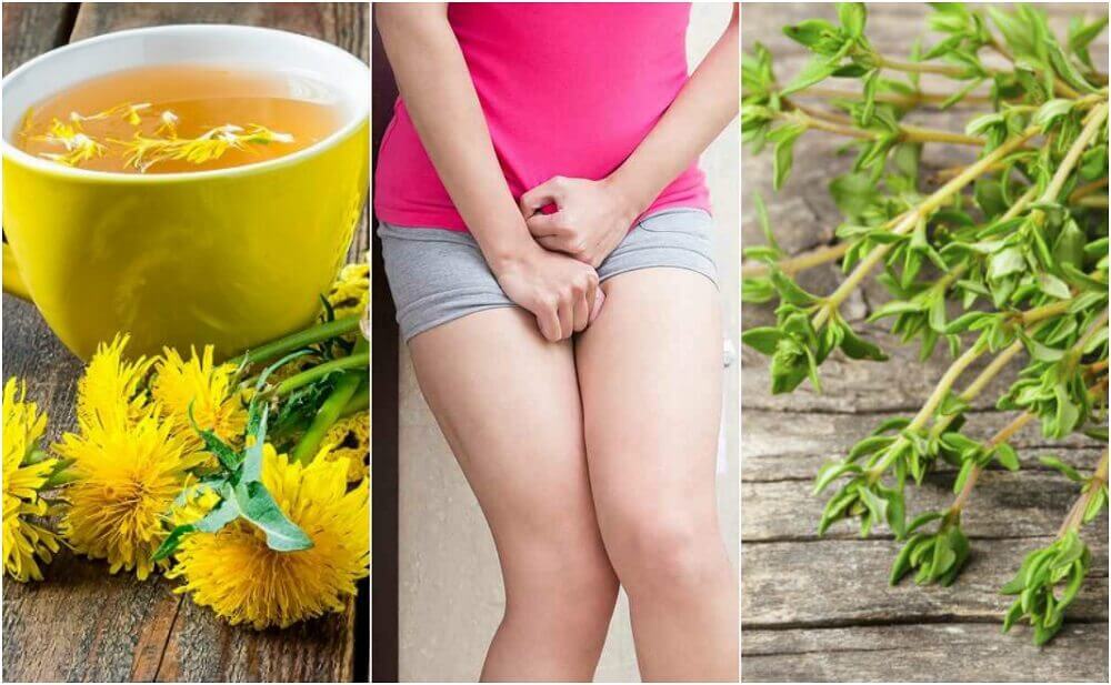 5 remèdes à base de plantes pour calmer la cystite 5 remèdes à base de plantes pour calmer la cystite