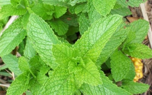 Les feuilles de menthe pour traiter les orgelets