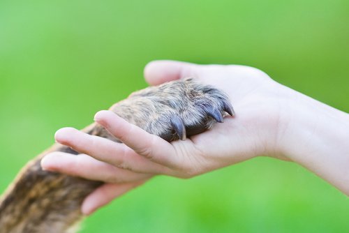 Les animaux pour bien dormir.