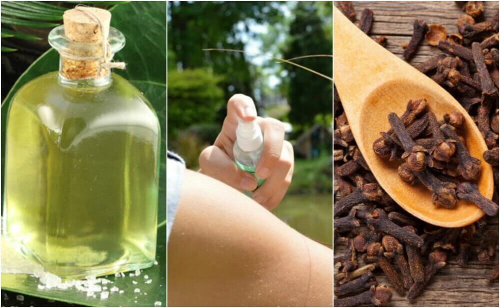 Les 5 des meilleurs répulsifs naturels que vous pouvez préparer à la maison Les 5 des meilleurs répulsifs naturels que vous pouvez préparer à la maison