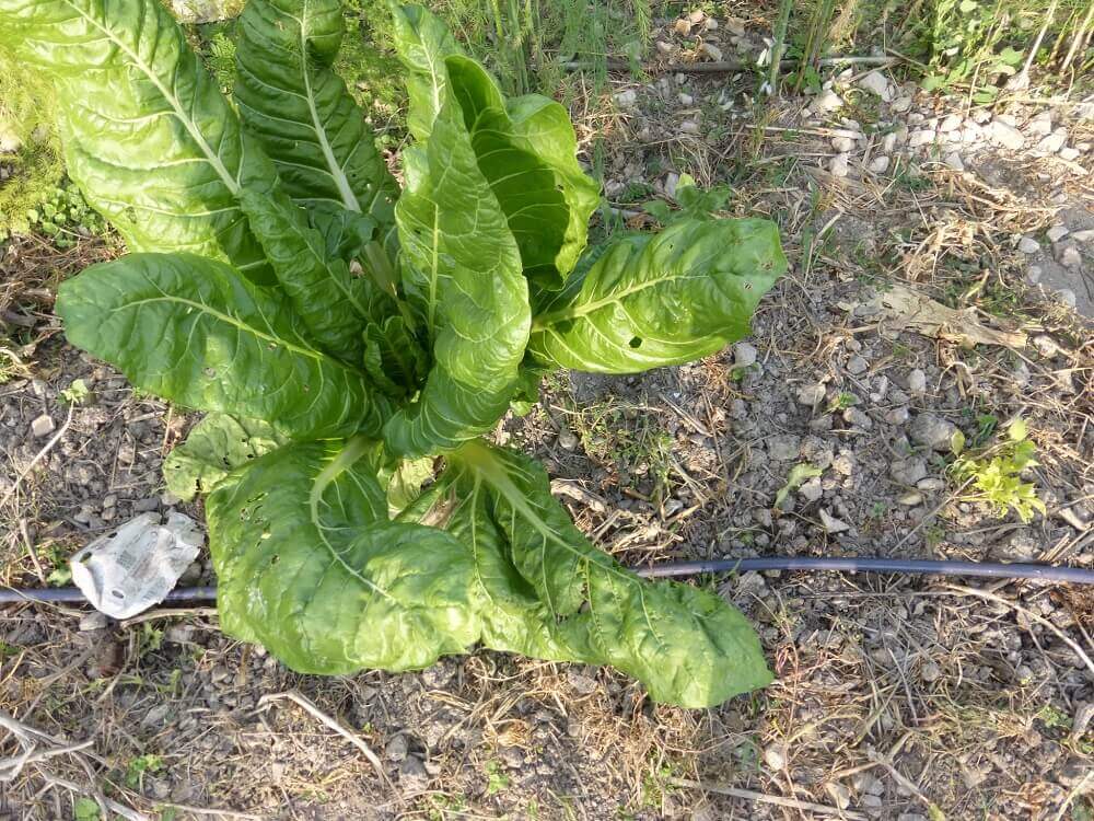 blette et potassium