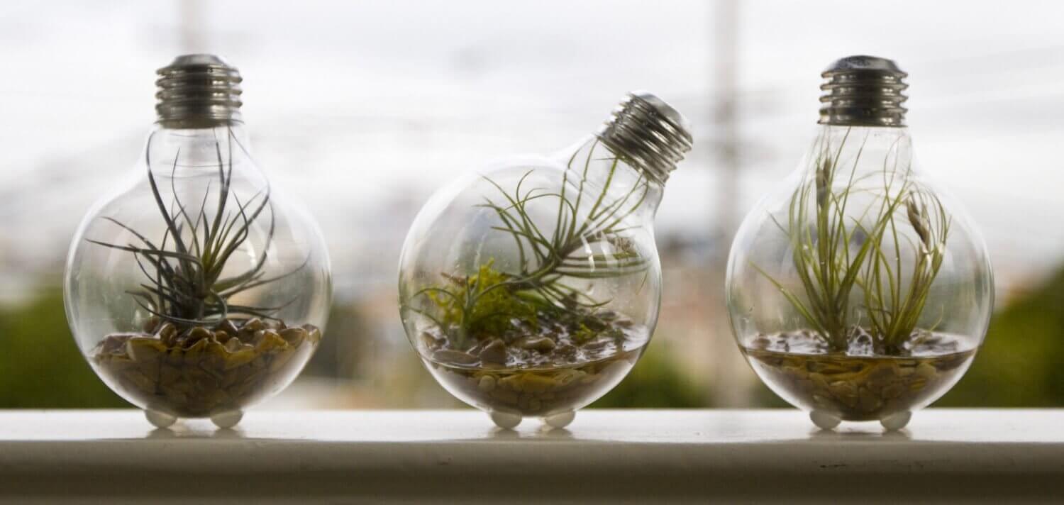 ampoules contenant des plantes