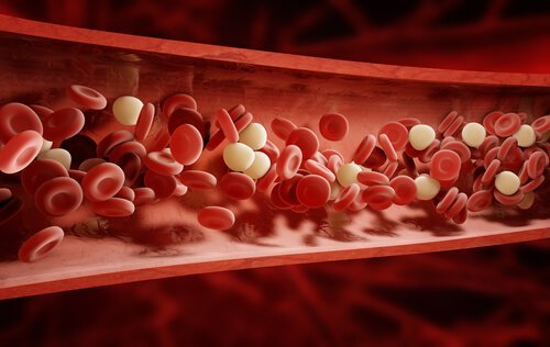 Circulation sanguine