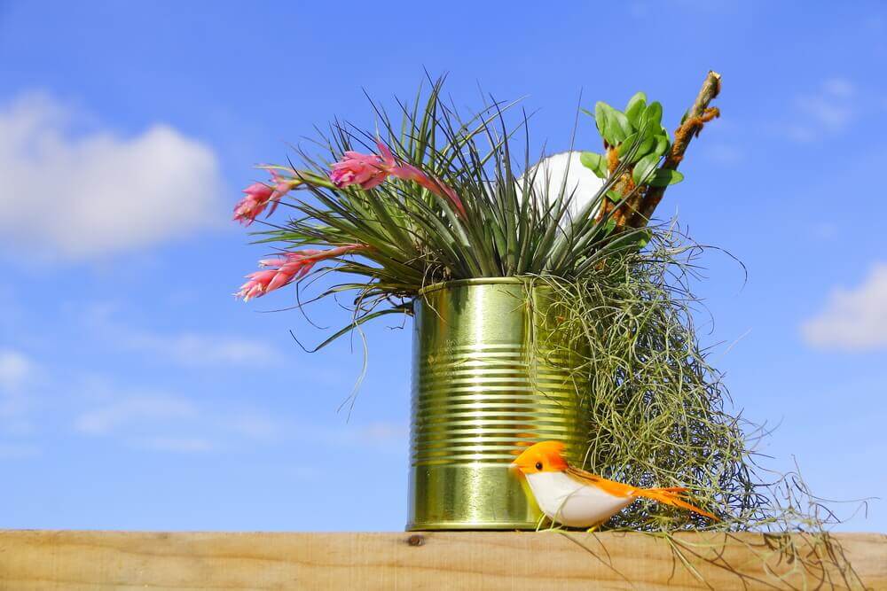 mini-jardin