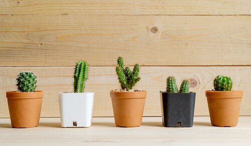 plantes du désert