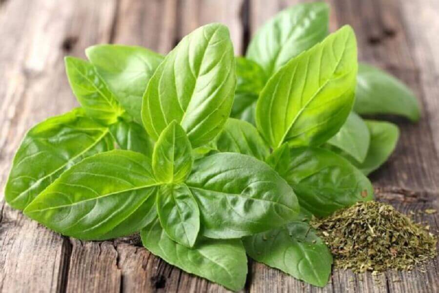 basilic