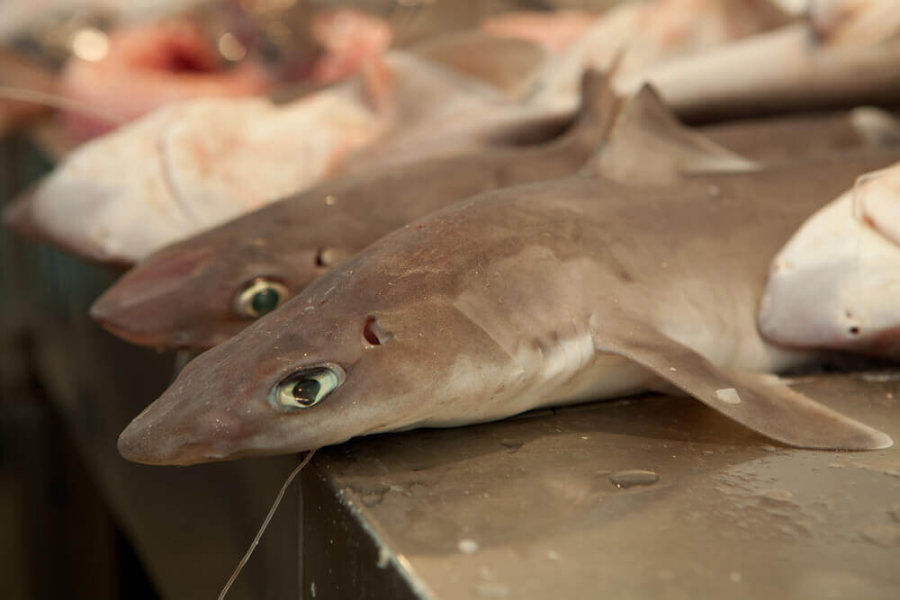 6 types de poissons à éviter : roussette