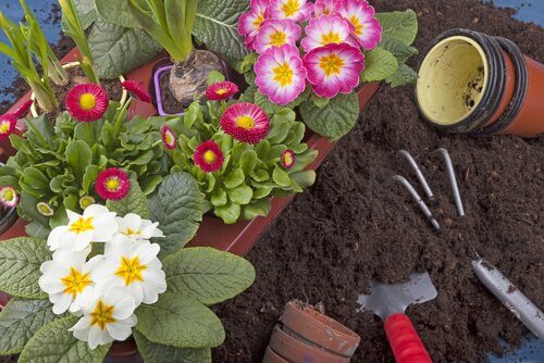 plantes du jardin