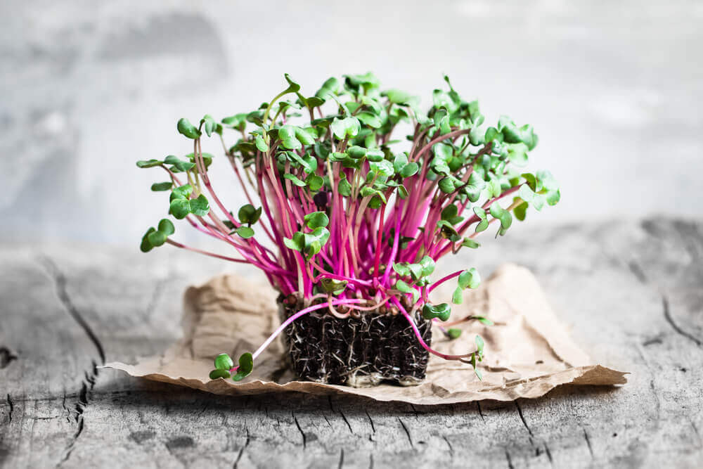 Légumes crucifères, le cresson.
