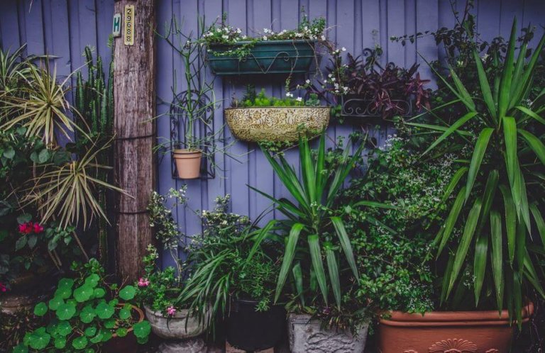 4 idées pour réaliser votre propre jardin potager
