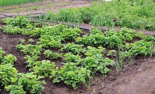 Jardin potager dans le jardin.
