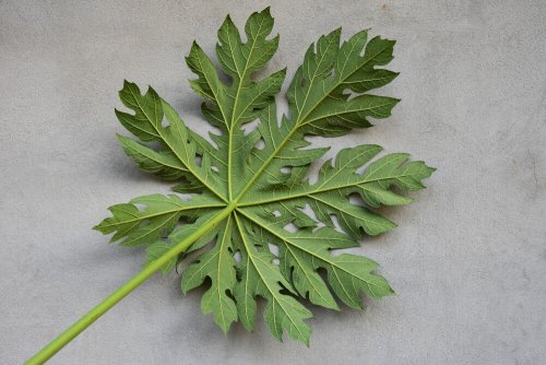les feuilles de la papaye augmentent le taux de plaquettes sanguines