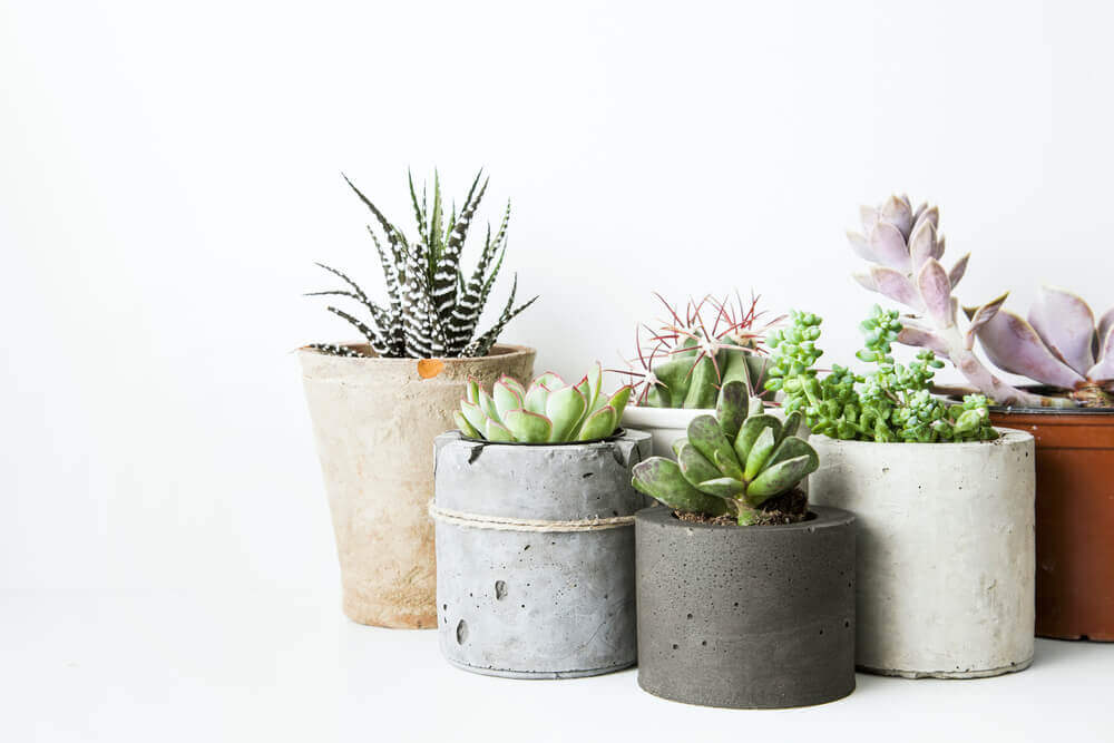 petits pots de fleurs