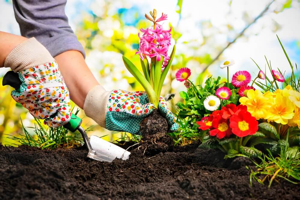 5 plantes de jardin faciles à cultiver