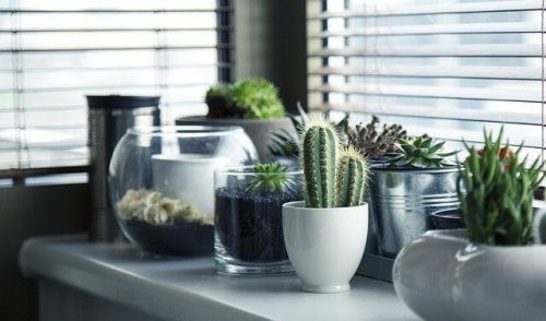 5 idées pour semer vos cactus différemment